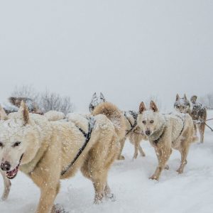 La grande odyssée savoie mont blanc à Valmorel