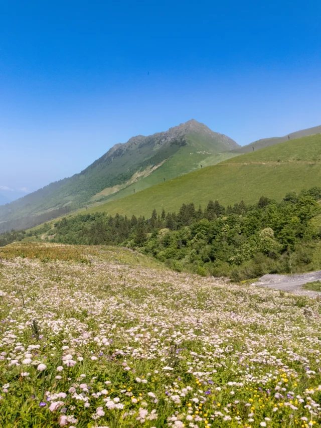 Les fleurs 🌷 🌸 

À votre avis quel est le nom de ces fleurs ? 

#fleurs #montagne #paysage #flower