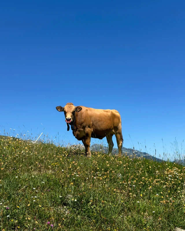 Quel est le nom célèbre de nos belles vaches de montagne ? 🐮

#vache #montagne #fromage #alpage
